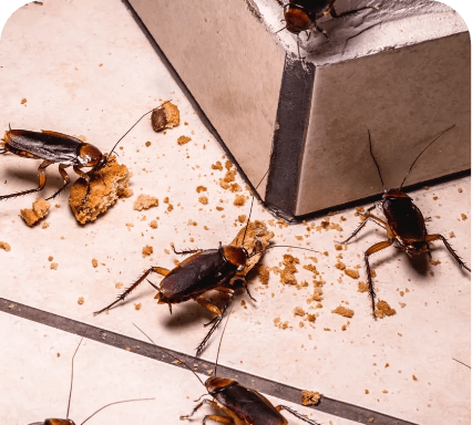 Exterminación de plagas (Insectos)