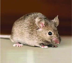 Exterminación de plagas (Ratas)