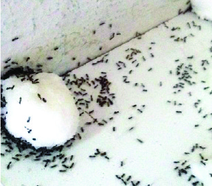Exterminación de plagas (Hormigas)
