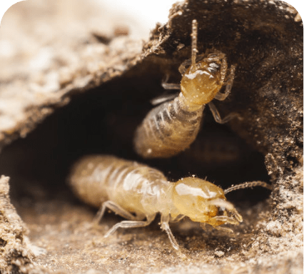 Exterminación de plagas (Insectos)